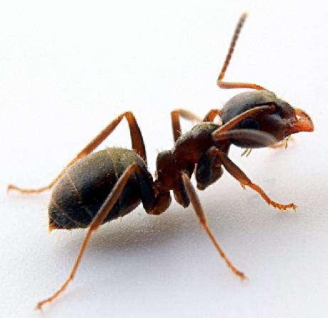 fakta tentang semut hitam